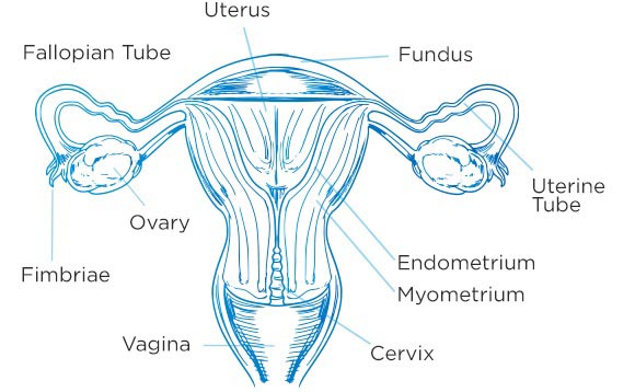 Girl’s Menstrual Cycle Explained